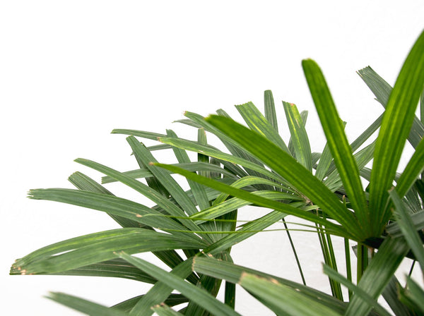 Rhapis Excelsa - 160cm kopen bij Green Bubble