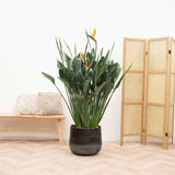 Product afbeelding 1