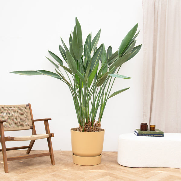 Strelitzia Reginae XXL - 180cm kopen bij Green Bubble