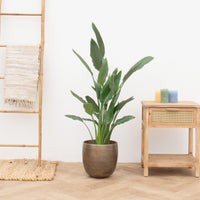 Strelitzia Reginae - 140 cm