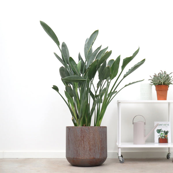 Strelitzia Reginea - 140cm kopen bij Green Bubble