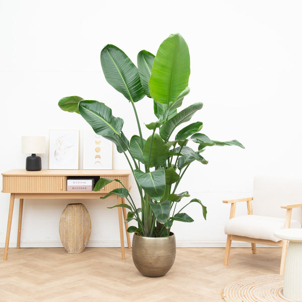Strelitzia Nicolai XL - 225cm kopen bij Green Bubble