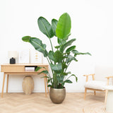 Product afbeelding 1