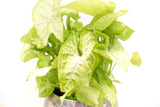 Product afbeelding 3