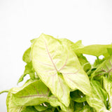 Product afbeelding 4