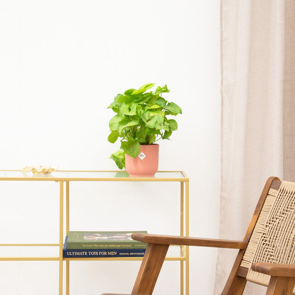 Syngonium Golden Feel Green - 30 cm kopen bij Green Bubble