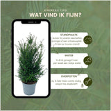Product afbeelding 6