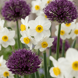 Blomsterløg mix Tør have