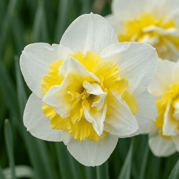 Narcisbollen Ice King