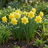 Narcisbollen Golden Ducat