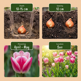 Tulpenbollen Mata Hari