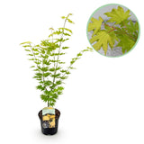 Product afbeelding 1