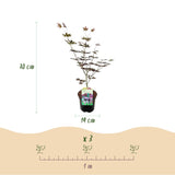 Product afbeelding 4