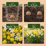 Narcisbollen Botanical mix
