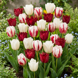 Tulpenbollen Dutch Design