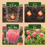 Tulpenbollen Positive Vibe