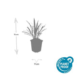 Product afbeelding 8