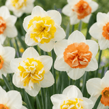 Narcisbollen Macaron Bloss