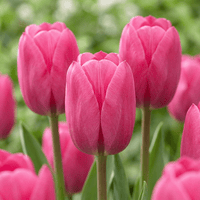 Tulpenbollen Triumph Pink