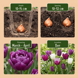 Tulpenbollen Blueberry mix