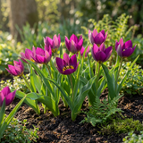Tulpenbollen Persian Pearl