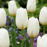 Tulpenbollen Triumph White