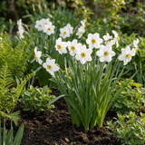 Narcisløg Recurvus