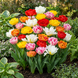 Tulipanløg Double mix