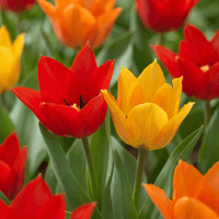 Tulpenbollen Praestans mix