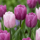 Tulpenbollen Prince mix