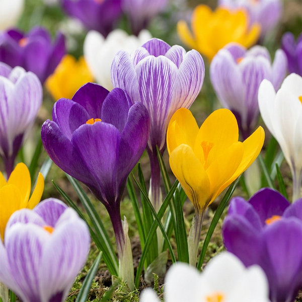 Krokusbollen Large Flowering mix