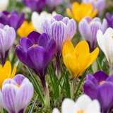 Krokusbollen Large Flowering mix