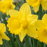 Narcisløg Yellow