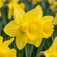 Narcisløg Carlton