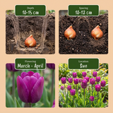 Tulipanløg Triumph Purple