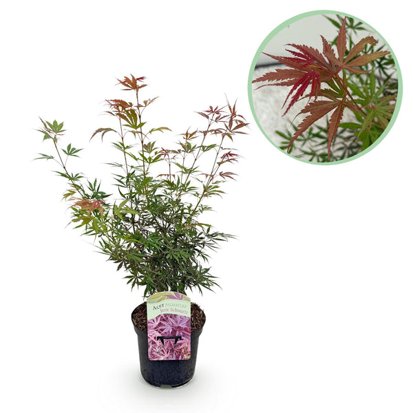 Japanse Esdoorn Jerre Swarts - donker rood - 70cm kopen bij Green Bubble
