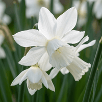 Narcisbollen Botanical White mix