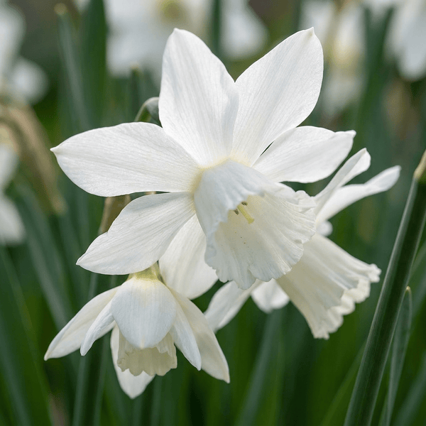 Narcisbollen Botanical White mix