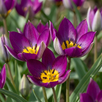 Tulpenbollen Persian Pearl