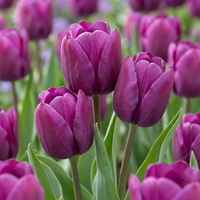 Tulipanløg Triumph Purple