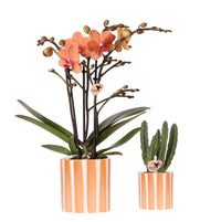 Combi deal - Orchidee Bolzano + Succulent inclusief keramieken sierpotten