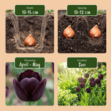 Tulpenbollen Triumph Black
