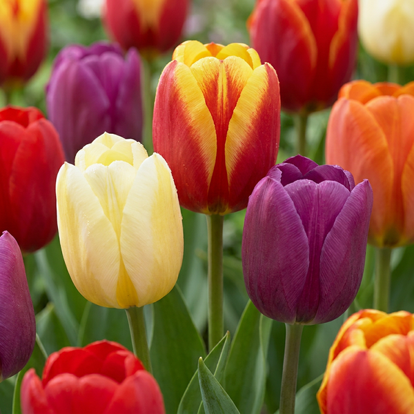 Tulipanløg Triumph mix XL løg