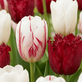 Tulpenbollen Dutch Design