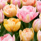 Tulipanløg Peaches & Kisses