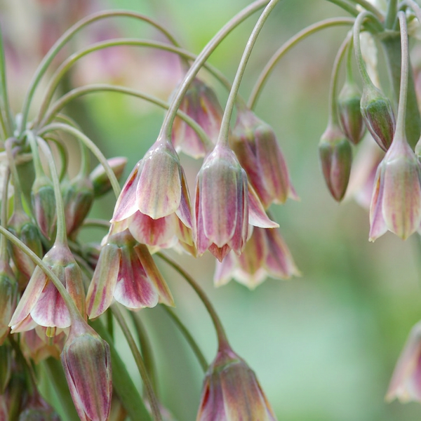 Prydløg Siculum XL løg