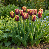 Tulipanløg My Favourite Topping