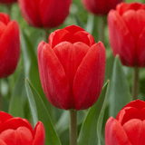 Tulipanløg Triumph Red