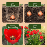 Bloembollen mix Bulbs from Holland