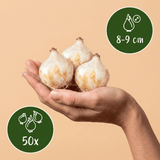 Blauwe druifjes bollen Armeniacum XL bollen